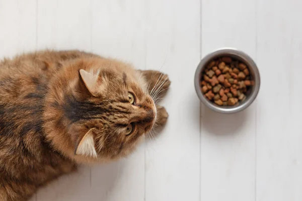 Katze frisst aus einer Schüssel auf weißen Holzplanken. — Stockfoto