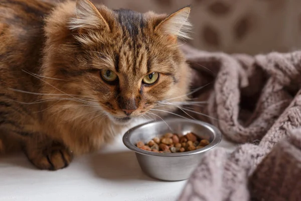 Junge Katze nach dem Verzehr von Futter vom Teller — Stockfoto