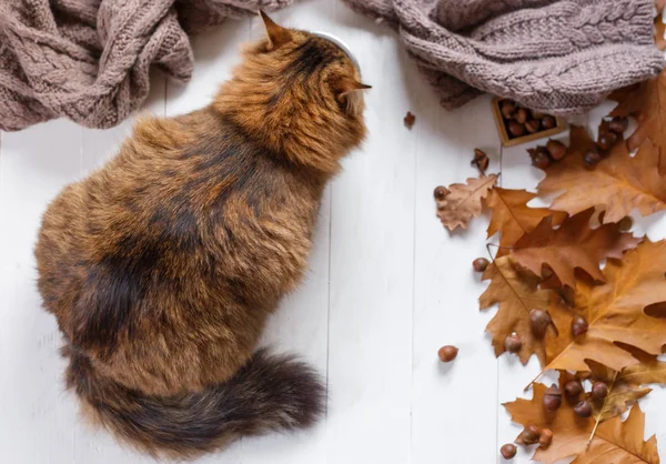 Junge Katze nach dem Verzehr von Futter vom Teller — Stockfoto