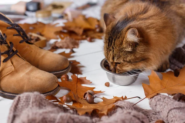 Junge Katze frisst Futter vom Teller. — Stockfoto