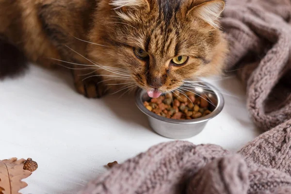 Junge Katze nach dem Verzehr von Futter von einem Teller mit Zunge — Stockfoto