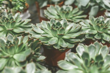 Tahta masada bir sürü sulu tencere var. Ev bahçesi