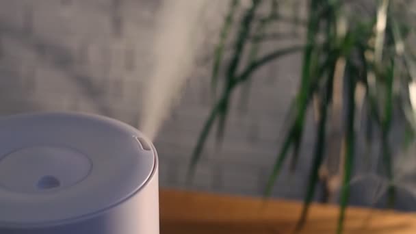 Humidificateur domestique répandant de la vapeur dans le salon avec plante maison à l'arrière — Video