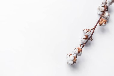 Tasarım için beyaz izole bir zemin üzerinde bir dal pamuk ölü odun. Kopyalama alanı olan üst görünüm