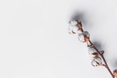 Tasarım için beyaz izole bir zemin üzerinde bir dal pamuk ölü odun. Kopyalama alanı olan üst görünüm