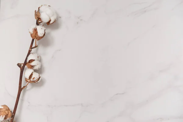 Cotton flower branch on white marble background from above. Minimal layout — Stock Photo, Image