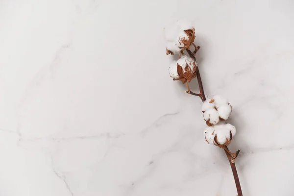 Bavlněná květina větev na bílém mramoru pozadí, horní pohled. Minimální rozložení — Stock fotografie