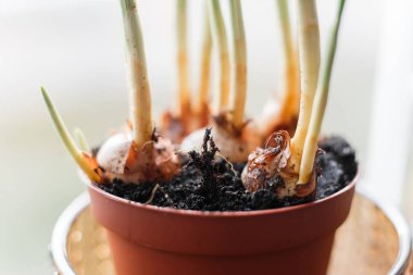 Çiçek soğanı tencere içinde flowerbed ekime hazır