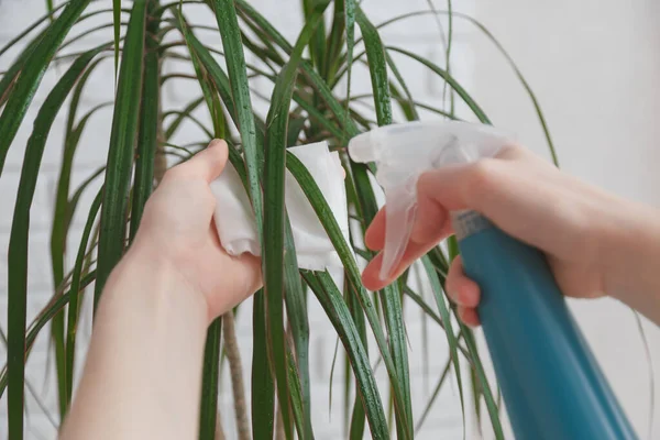 Donna Spruzza Foglie Dracaena Con Acqua Asciuga Concetto Ultivating Prendersi — Foto Stock