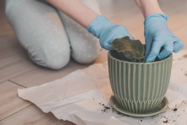 Mulher Luvas Plantas Brotou Folha Violeta Vaso Com Solo Vegetal — Fotografia de Stock