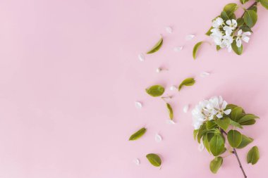 Pembe arka planda açan bahar armut dalları, çiçekli çerçeve, üst manzara, düz düzen. Bahar konsepti