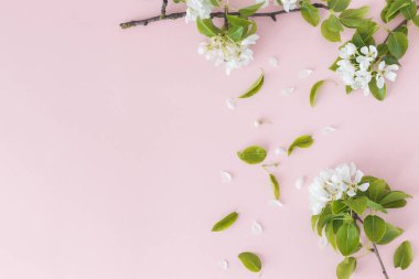 Pembe arka planda açan bahar armut dalları, çiçekli çerçeve, üst manzara, düz düzen. Bahar konsepti.