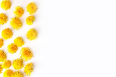 Beyaz arka planda taze sarı karahindiba tomurcukları. Yaz kibri.