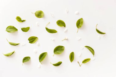 Beyaz arka planda ayrıştırılmış dallar, yapraklar ve yapraklar. düz uzan, tepeden bak.