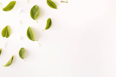 Düz desenli, yeşil yapraklı ve beyaz arka planda beyaz çiçekli. Blogcular, dergiler, sosyal medya ve sanatçılar için en iyi görünüm bileşimi