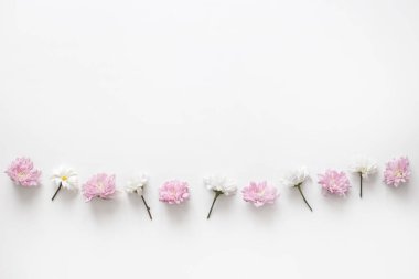 Çiçekler, beyaz arka planda kasımpatı sıraları. Düz yerde, üst tarafta. Bahar pastel arka planı