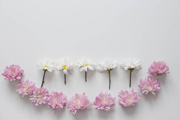 Flowers chrysanthemum row on white background. Flat lay, top view. Spring pastel background