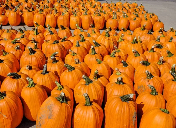 Pile of pumpkin — Stock Photo, Image