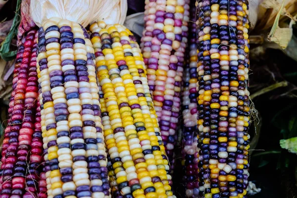 Multicolored Indian Corn Royalty Free Stock Images