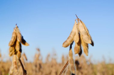 Olgun soya fasulyesi alan mavi gökyüzü karşı