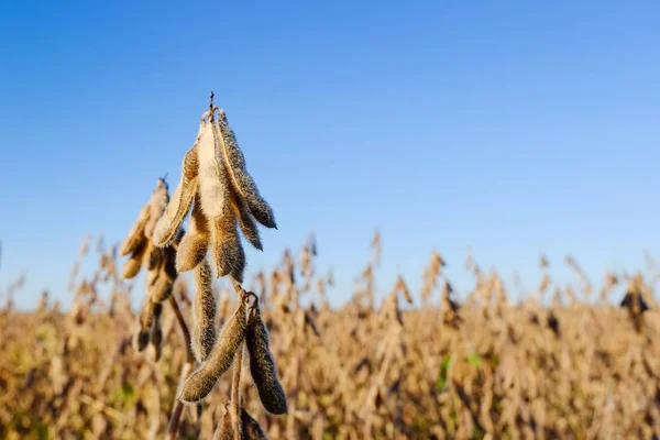 Olgun soya fasulyesi alan mavi gökyüzü karşı