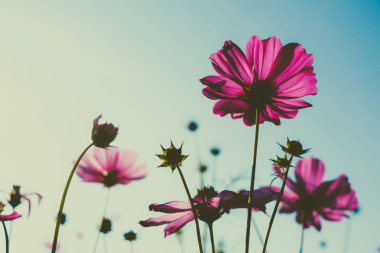 mürekkep cosmos çiçek gündoğumu ile çiçeklenme