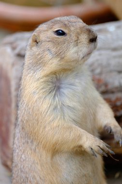 zemin sincap (spermophilus citellus)