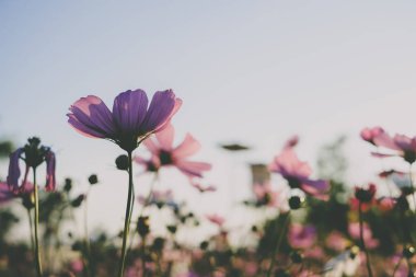 Gündoğumu ile çiçeklenme pembe cosmos çiçek