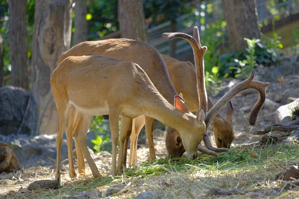 Red deer stag during rutting season — Stock Photo, Image