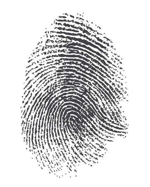 Vector Fingerprints - Very accurately scanned — Stock Vector