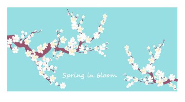 Çiçek açmış kiraz çiçekleri. Kiraz ağacının dalında küçük kümeler halinde kiraz çiçekleri, beyaza dönüşüyor. Yüzeyin derinliği. Ortadaki çiçek kümesine odaklan.