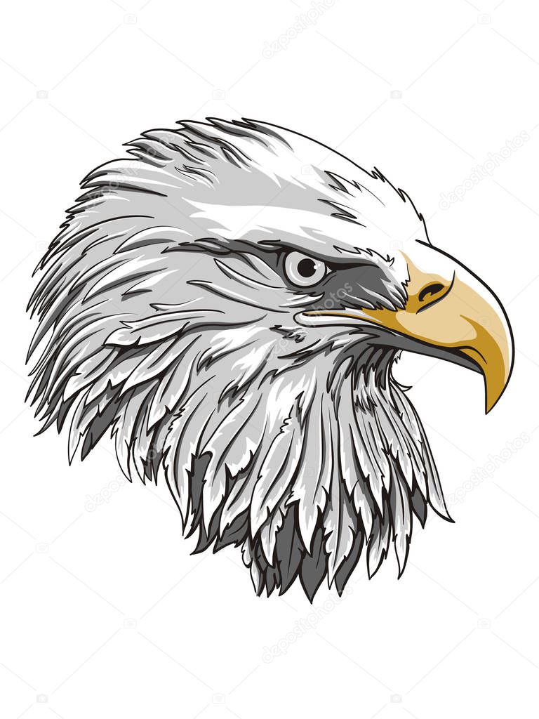 Eagle head logo Template, Hawk mascot graphic, Portrait of a bald eagle. Vector