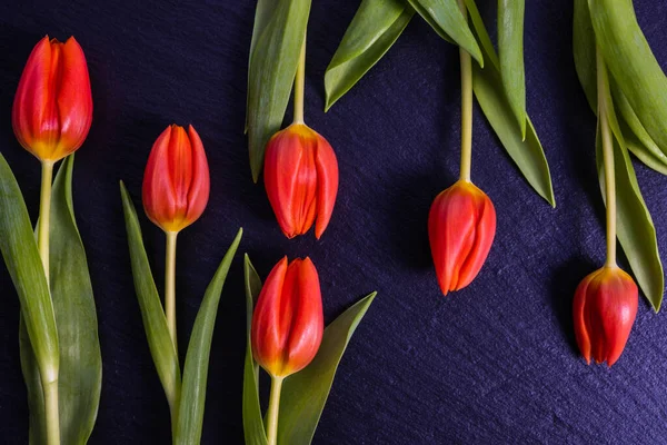 Šest červených tulipánů leží na kameni — Stock fotografie