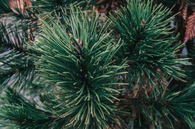 pine branches in the morning light 