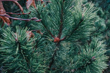 pine and pine branches in the morning light 