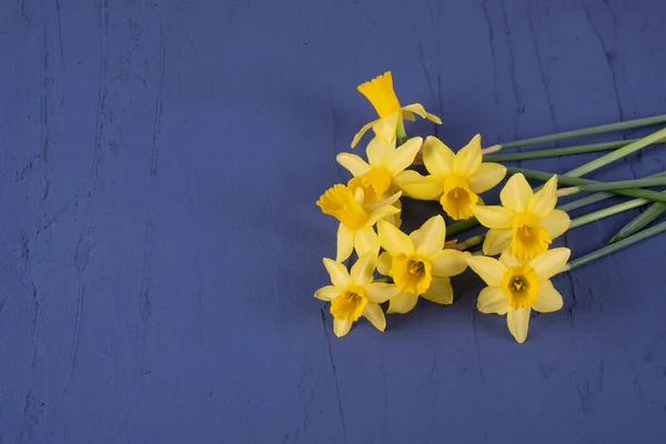 Blooming Daffodils Lie Table Blue Background — Stock Photo, Image