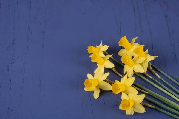 Jarní Narcisy Leží Stole Modrém Pozadí — Stock fotografie