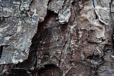 Ahşap biçiminde antik arkaplan çok yakın, kül rengi