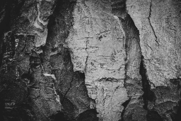Треснувший Старый Грубый Деревянный Фон Близко Золы Цвет — стоковое фото