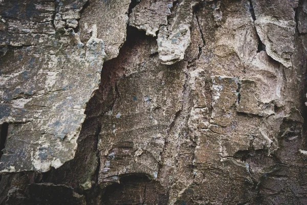 Ağaç Stilindeki Kaba Bir Arkaplan Çok Yakındır Ashen — Stok fotoğraf
