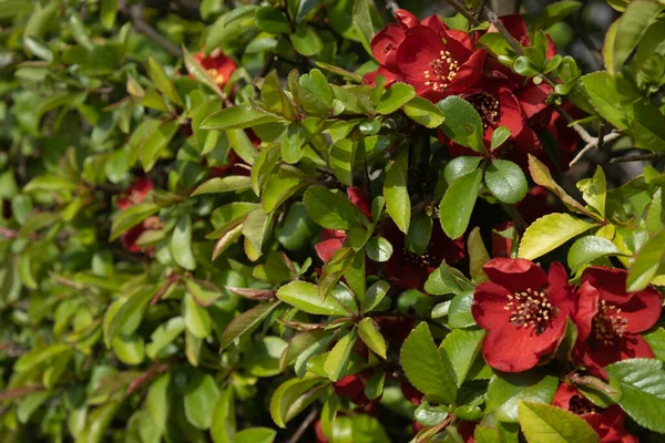 Kwitnący Dziki Krzew Dużymi Czerwonymi Kwiatami Zielonymi Liśćmi Wiosną — Zdjęcie stockowe