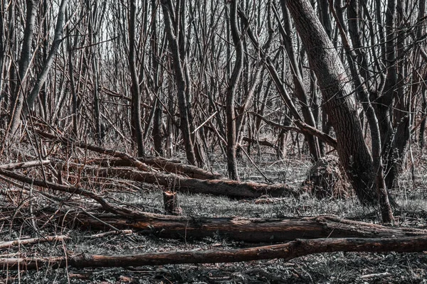 Orkan Ließ Frühjahr Bäume Wald Umstürzen — Stockfoto