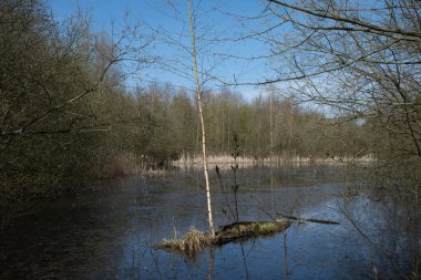 Genç ağaç baharda, gölün ortasında büyüyor.