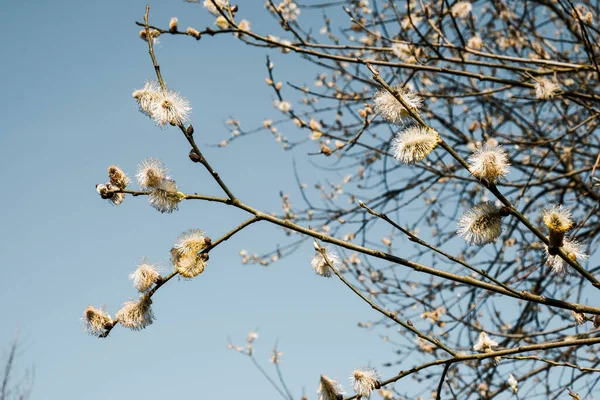 Young Tree Willow Blossomed Easter Spring — Stock Photo, Image