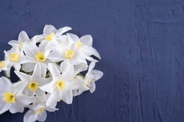 Sabah ışığında mavi bir zemin üzerinde beyaz nergis demeti