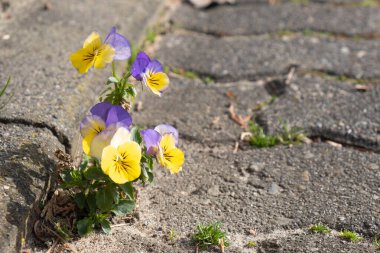 Çiçekler ilkbaharda taştan bir yoldan geçer.