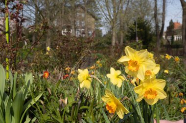 Sarı neşe saçan nergisler baharda gün ışığında