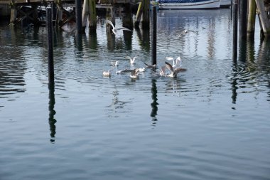 Genç martılar balıkçılardan balık çalıp körfezde savaşırlar.