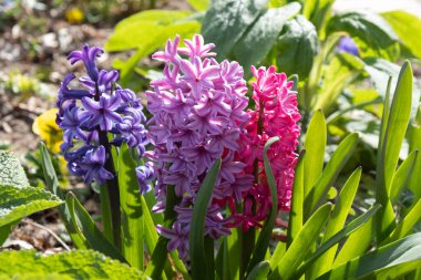 Farklı renklerde üç bahar sümbülü çiçeği ilkbaharda güneşe uzanıyor.