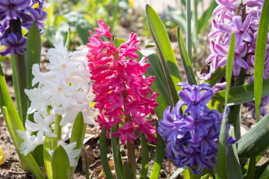 Farklı renklerde genç sümbül çiçekleri baharda güneşe uzanıyor.